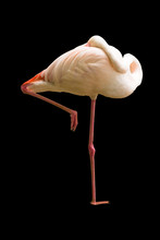 Sleeping Standing Flamingo Bird Isolated Background