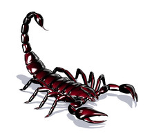 Lacquer Scorpion