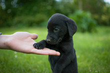 Black Puppy Of Labrador And Hand