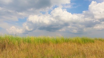 Poster - Clouds over dry grass