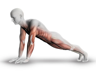 Sticker - 3D male figure with partial muscle map in yoga pose