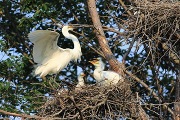 Wall Mural - Great Egret (Ardea alba) breeding in Japan
