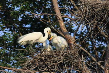 Wall Mural - Great Egret (Ardea alba) breeding in Japan