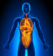 Medical Imaging - Male Organs