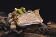 © mgkuijpers - Amazonian horned frog (Ceratophrys cornuta)