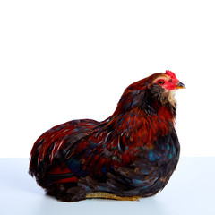 Wall Mural - Male Rooster Araucana Easter egger breed