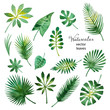 Set of watercolor green leaves