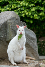Closeup Of A Red-necked Wallaby White Albino Female