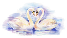 Vector Watercolor Illustration Of Couple Of White Swans