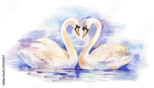 Obraz w ramie vector watercolor illustration of couple of white swans