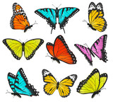 Fototapeta  - Set of colorful butterflies vector illustration