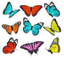 Set Of Colorful Butterflies Vector Illustration