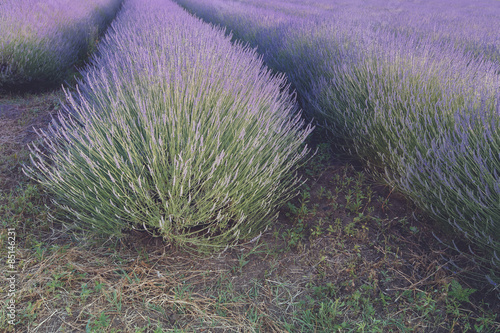 Fotografija Lavender field. Rows of lavender at sunset