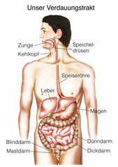 Wall Mural - Verdauungstrakt.Der Weg der Nahrung.Magen-Darm 