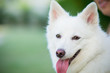 White japanese spitz, Dog