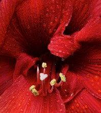 Close-up Of A Red Amaryllis Flower