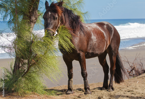 Obraz w ramie cheval sur plage de l'Etang-Salé, île de la Réunion