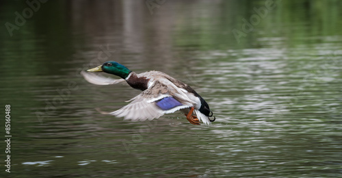 Fotografie, Obraz Runway Approach - A male mallard comes in to land near a flock of females
