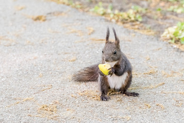 Park Squirrel Closeup