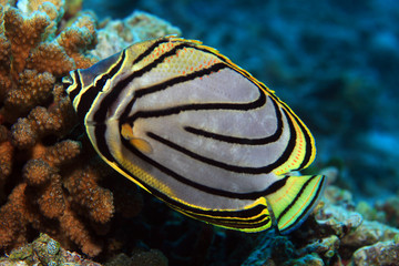 Wall Mural - Scrawled butterflyfish (Chaetodon meyeri) 