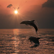 Bright orange sunset at the ocean and two beautiful dolphins leaping out of water
