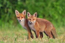 Two Red Foxes
