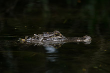 American Alligator In The Water