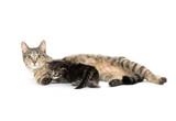 Fototapeta Koty - Female tabby cat and kitten