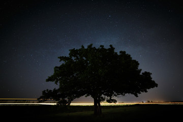 Oak tree with green leaves on a background of the night sky 