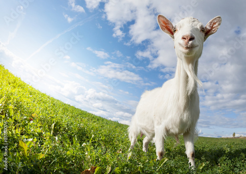 Fotografia  Goat on the meadow