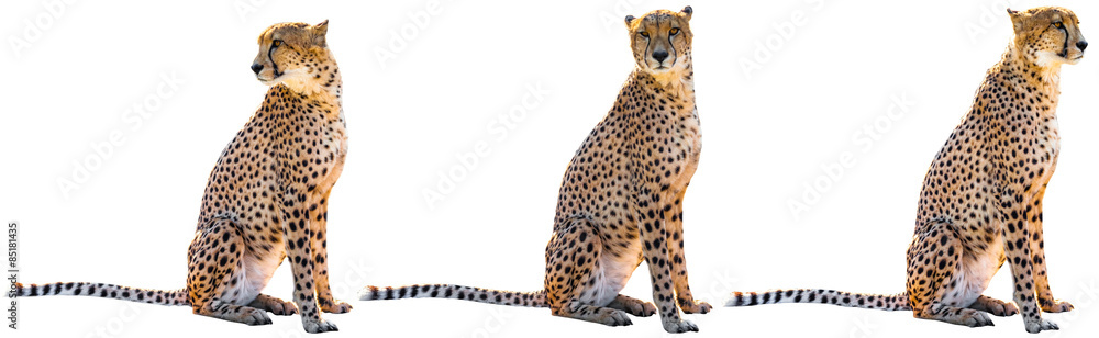 Three cheetahs Stock Photo | Adobe Stock