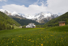 Alpine Meadow, Ortles