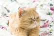 Beautiful domestic exotic cat laying on colorful bed linen