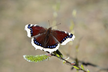 Nymphalis Antiopa (Mourning Cloak Or Camberwell Beauty)