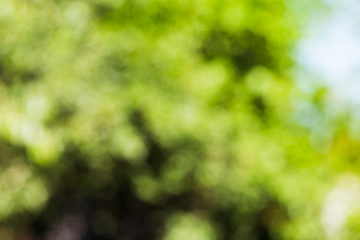 green bokeh foliage. natural background