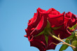 Красная роза на фоне голубого  неба. 