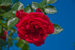Красная роза на фоне голубого  неба.