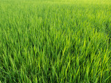 Fototapeta  - Green color rice field younger.