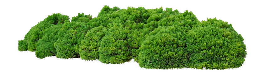 shrubs