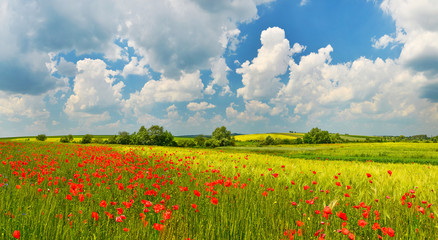 Summer countryside