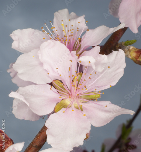 Fototapeta na wymiar Bright pink nectarine blooms on a branch with sky behind