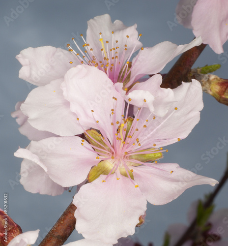 Plakat na zamówienie Bright pink nectarine blooms on a branch with sky behind