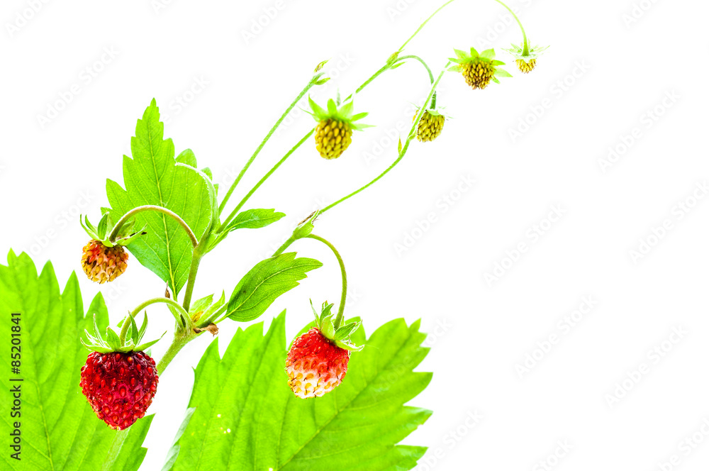 Stock-Foto „Walderdbeeren “ | Adobe Stock