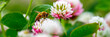 Honey Bee On Clover