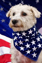 White Snoodle With American Flag