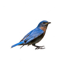 Wall Mural - Female Eastern Bluebird with Prey on Green Background