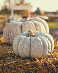 White Pumpkins on hay bales