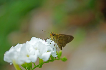 Poster - Butterfly on a white flower.