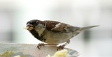 Fototapeta  - Passer domesticus - wróbel zwyczajny