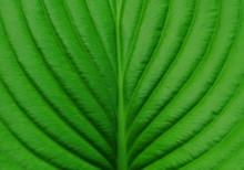 Green Leaf Hosts Closeup